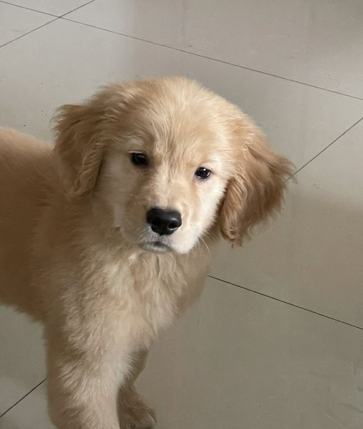 กลับมาแล้วเหรอ                           คะ  คะ คั้บบี๋