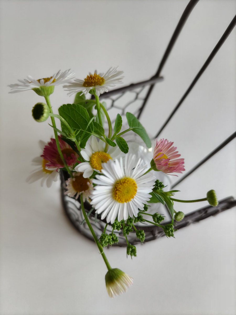 今日の花はエリゲロンとノースポールとイタリアンパセリ、それとチェリーセージの葉っぱ。