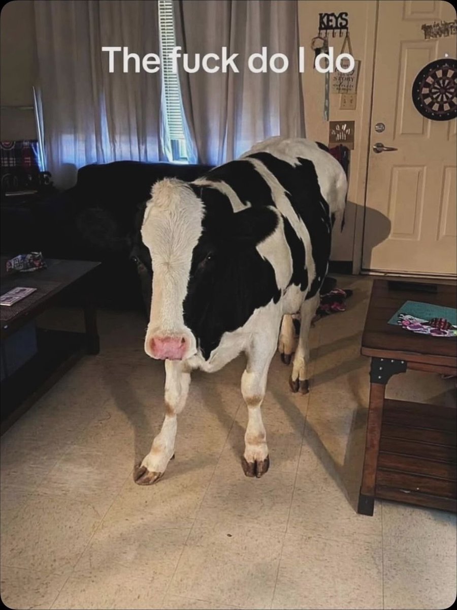 cow tweet media