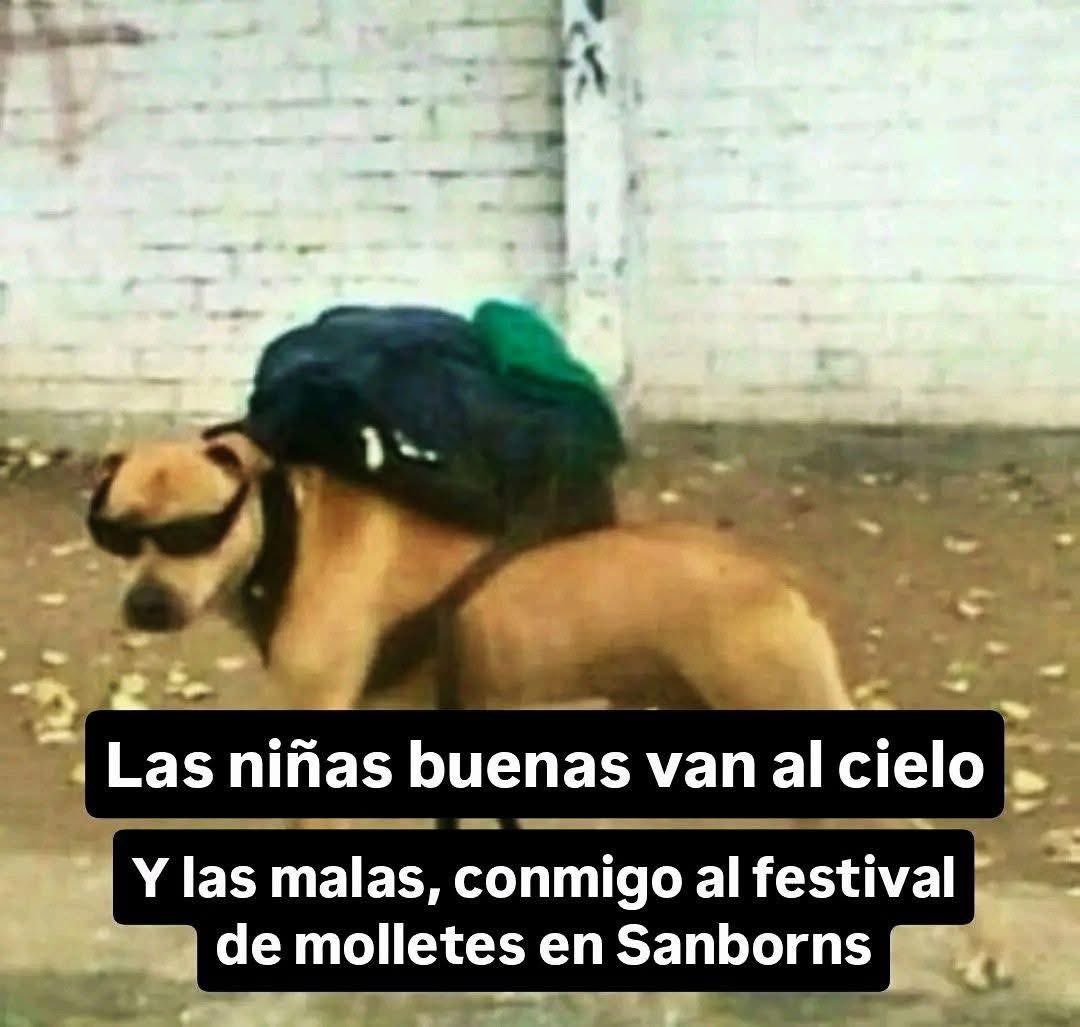 perritos_qctd's tweet photo. https://t.co/5HZDtnEpIw