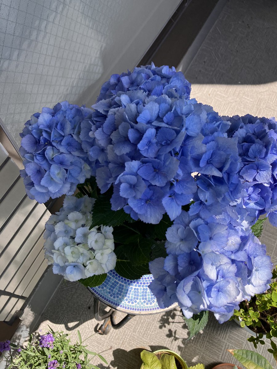感謝価格(‗- ·̫ -‗^)ꪆ  ❤︎黒猫ちゃんと紫陽花 Darlingがお花を買ってくれたよ💖🥰💖 母の日だからって買ってくれたの