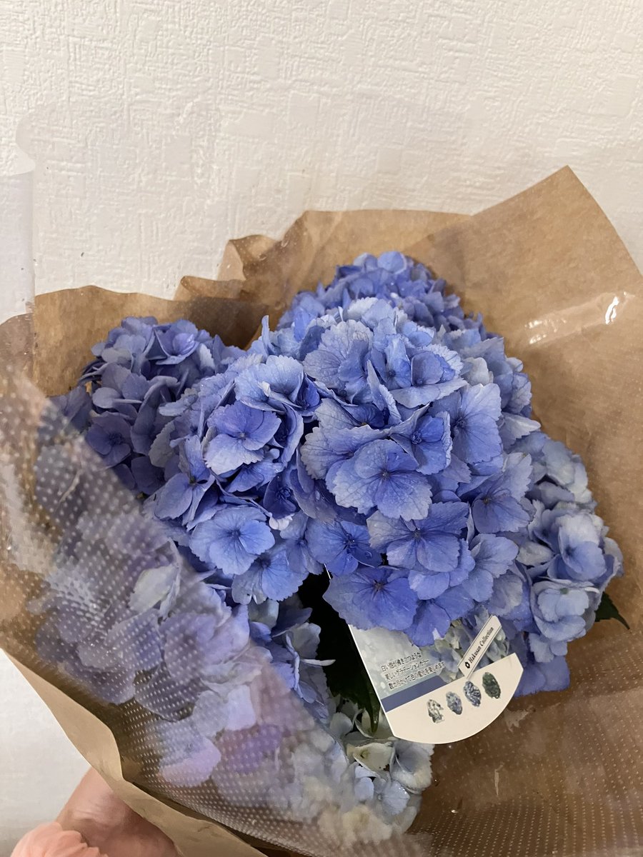 Darlingがお花を買ってくれたよ💖🥰💖 母の日だからって買ってくれたの