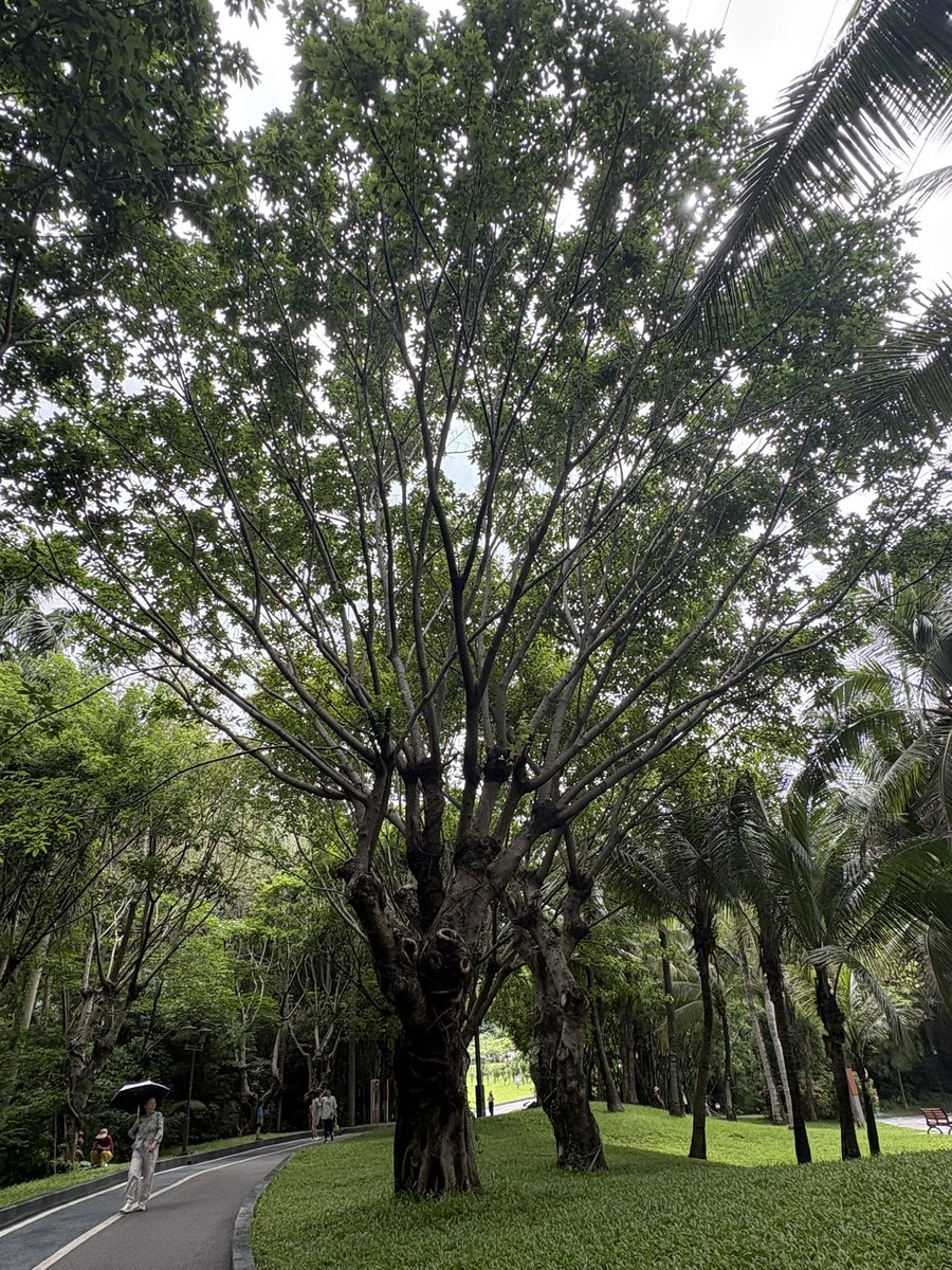 深圳中山公园,我家到这里骑车步行大概八九分钟的样子吧,来这里假日每天都在感叹南方树的旺盛