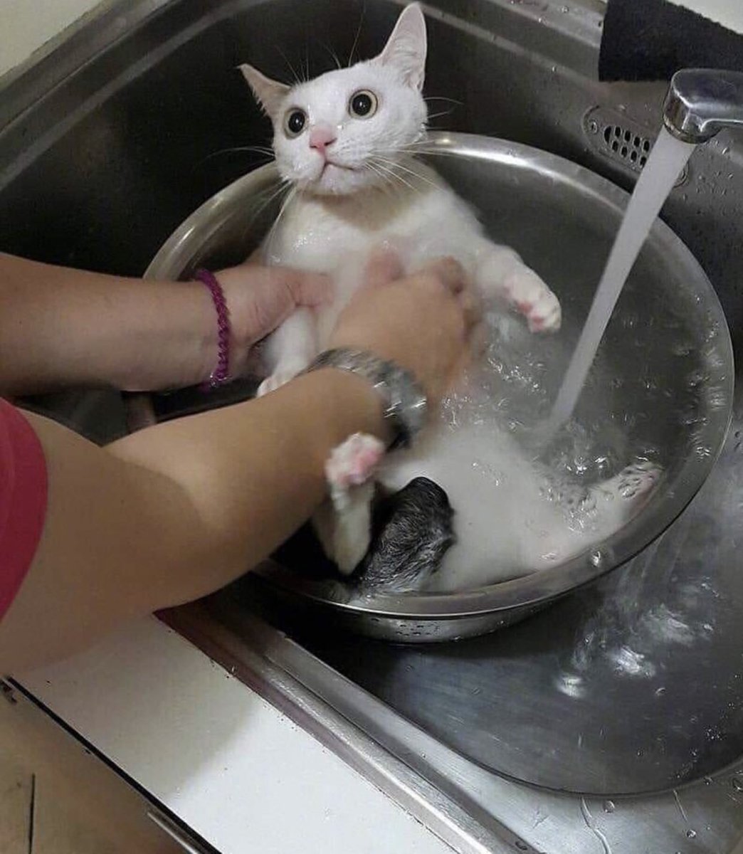 Cat is life ~猫は人生~ tweet media