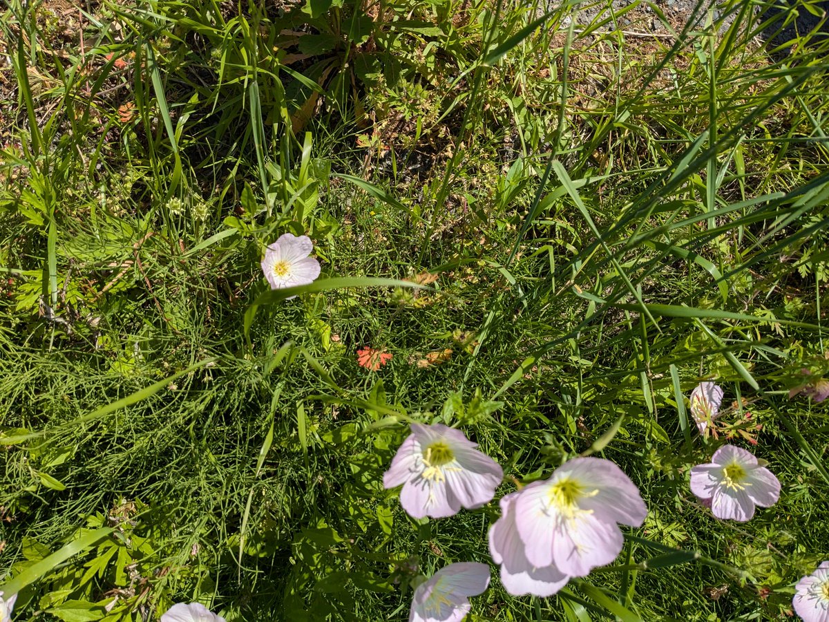 netuke73's tweet photo. この花はなんですかね？ https://t.co/s2fSodPR8K
