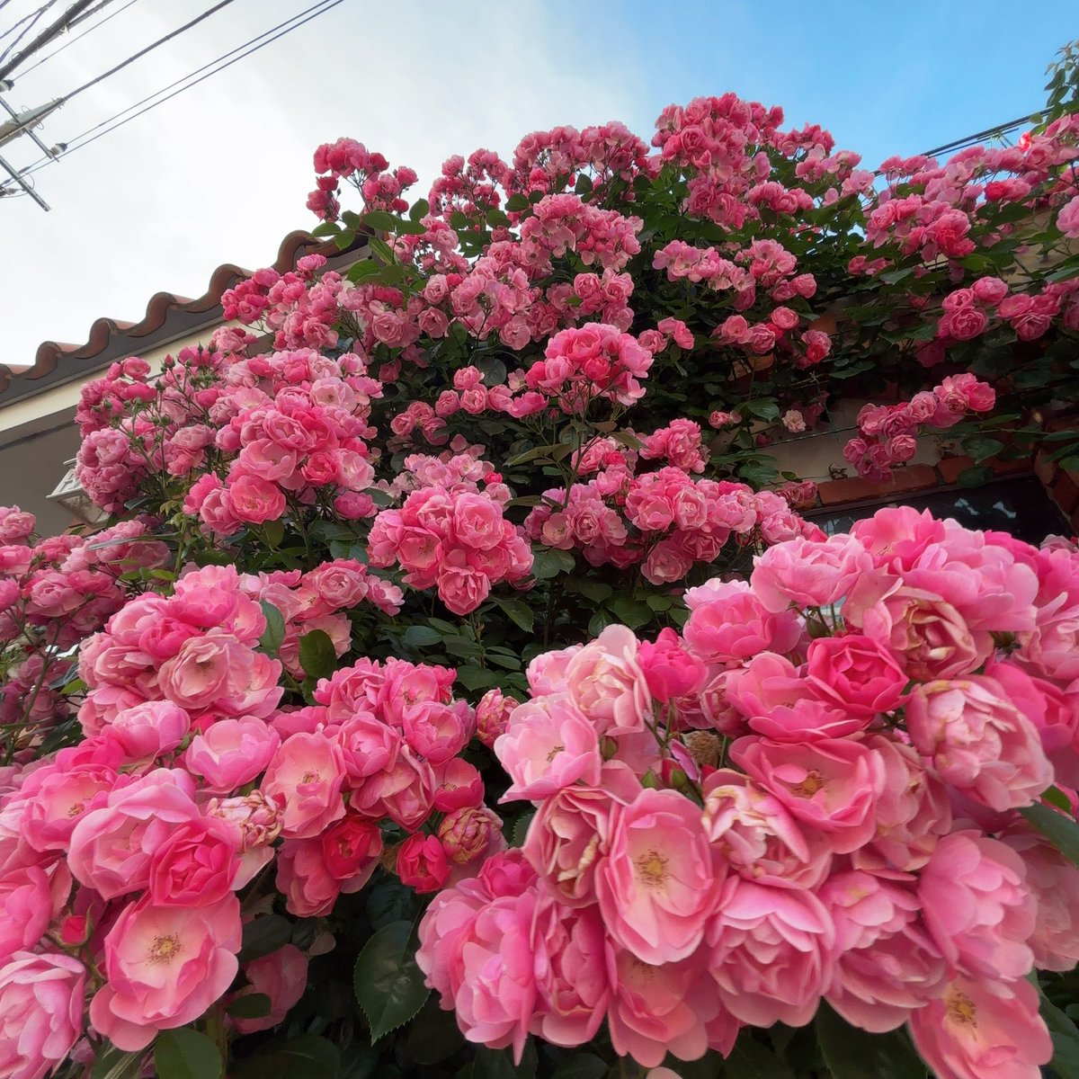 青井美文 tweet media