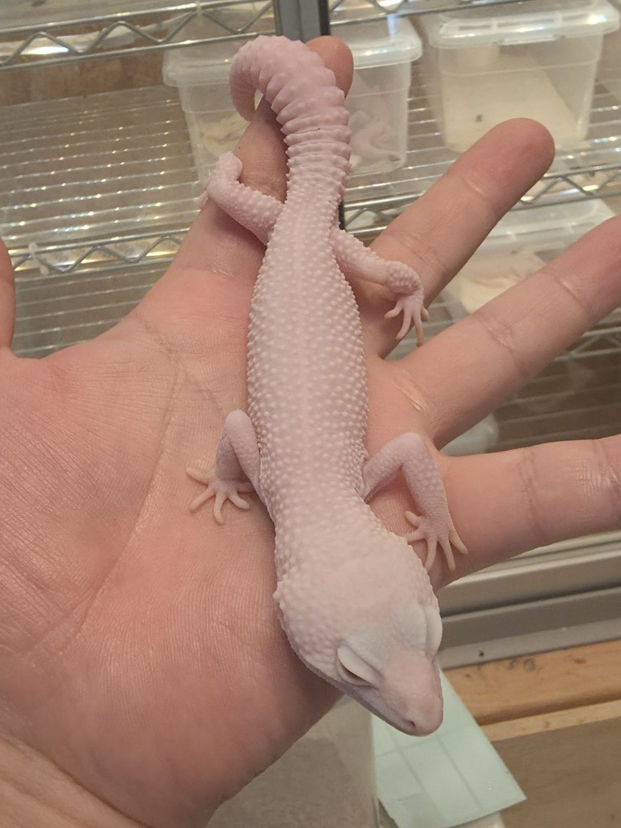 Dxyz reptiles tweet media