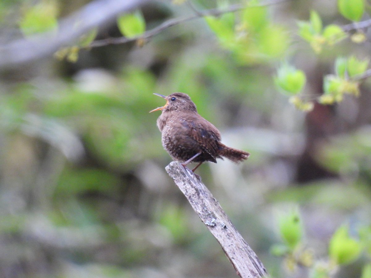J9_Birds's tweet photo. 剣山登ってきた！
おミソが沢山鳴いていた https://t.co/mxHjyFRzQW
