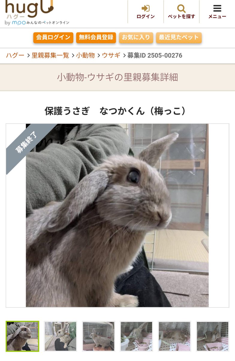 まつ　〜毛玉様と下僕の日々是好日〜 tweet media
