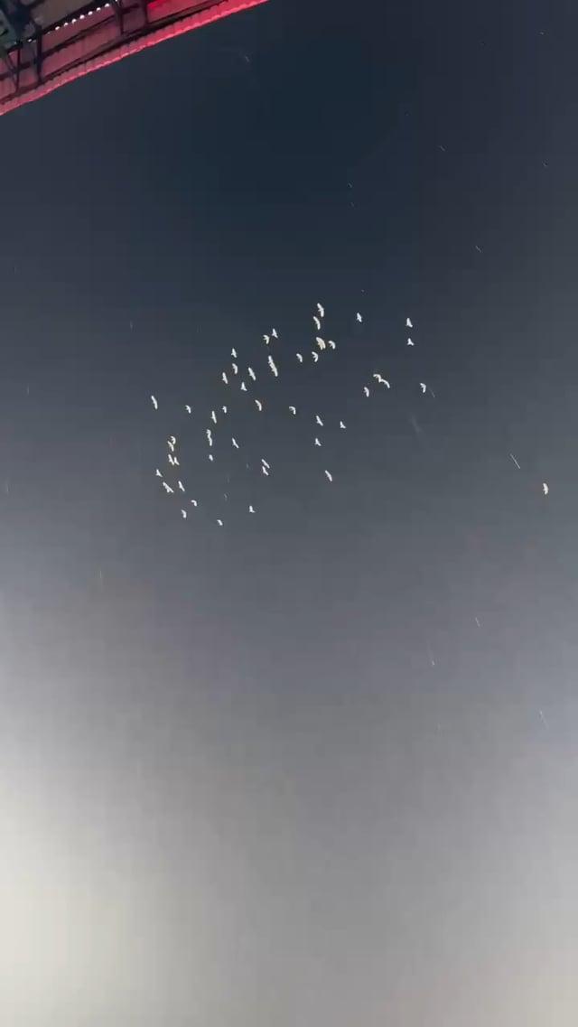 Mayuresh_tweetz's tweet photo. Throwback to when 49 Pigeon gave tribute to Chokli’s Test career last year.🤣 https://t.co/phBn2F2VCh