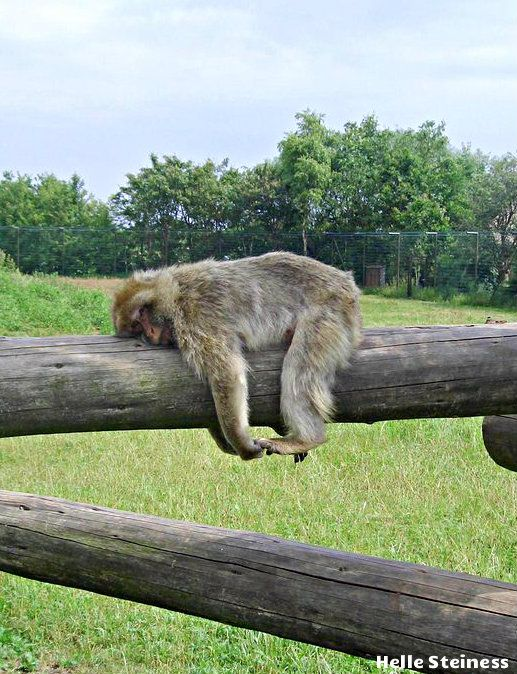 Monkey tweet media