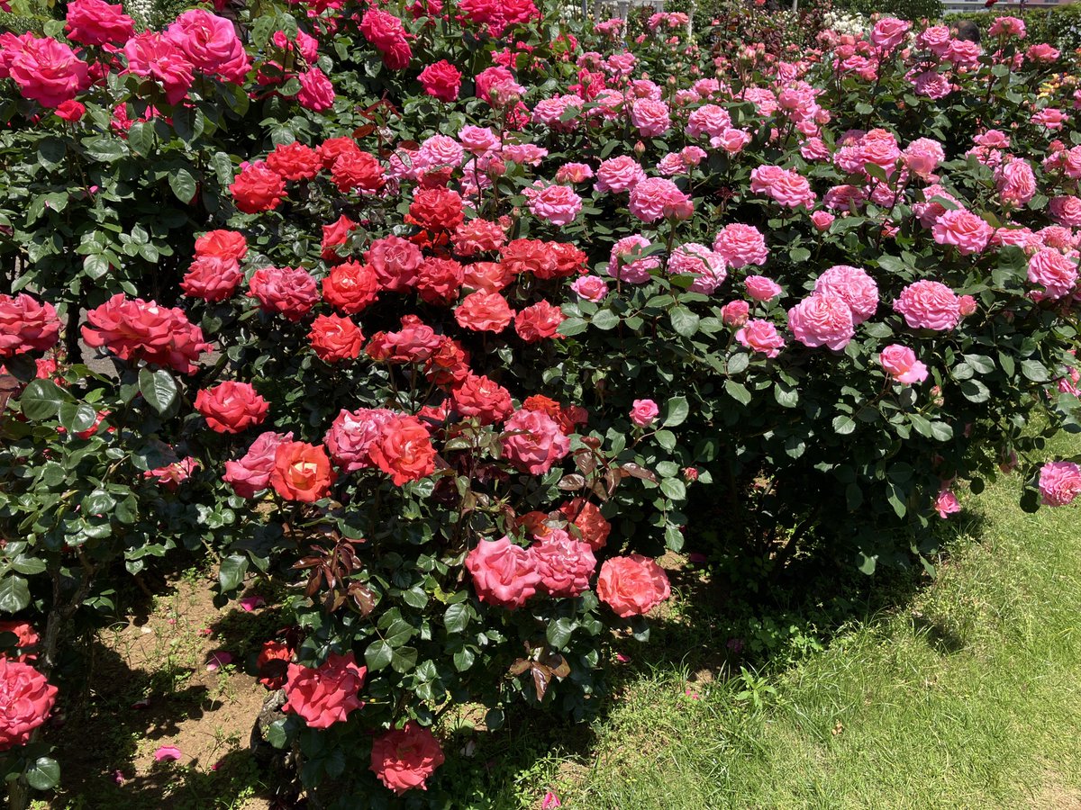 raito_munsu's tweet photo. バラ園とてもきれいでした🌹 https://t.co/pgUIg6Ue09