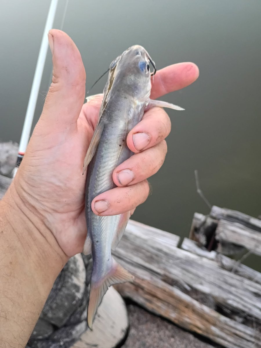 Stavallo11's tweet photo. I can finally retire as the worlds greatest fisherman. https://t.co/ZgPTw7jSLF