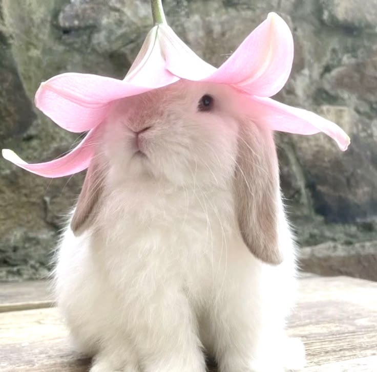 🍓 lia 🍓 tweet media