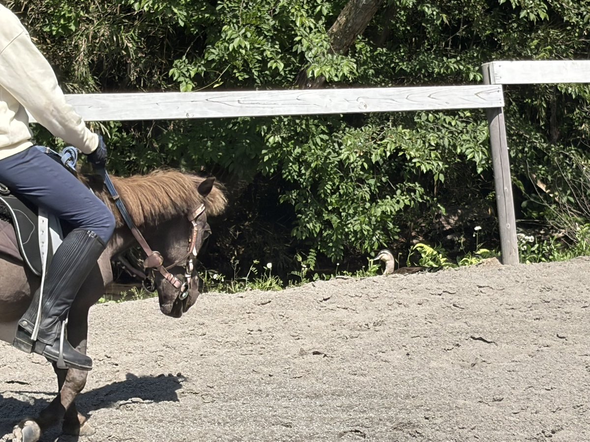 RCMalvern's tweet photo. 今日もいい天気だね☀️
ボクは毛刈りをしてもらったよ🐴
池にカモさんが遊びに来てる･･･🦆 https://t.co/PzIGdbcsQH