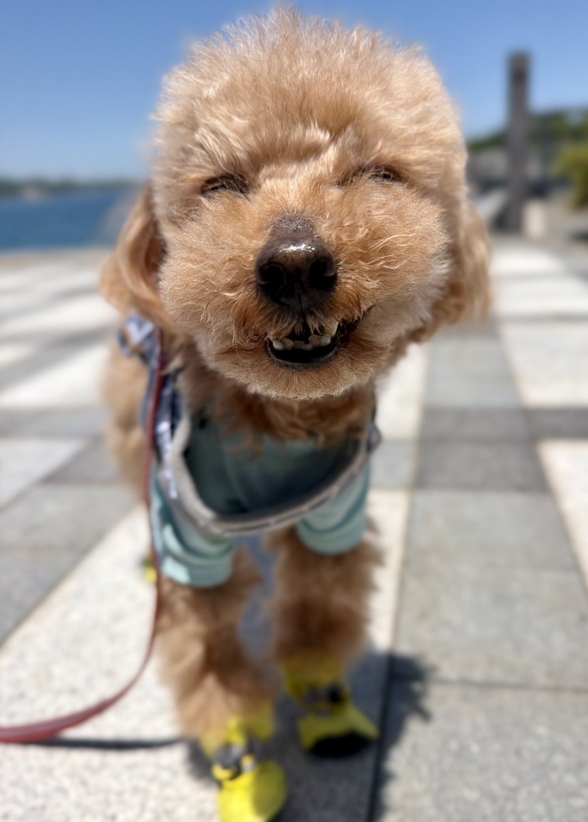 トイプー13歳シニア犬⭐︎ここあ tweet media