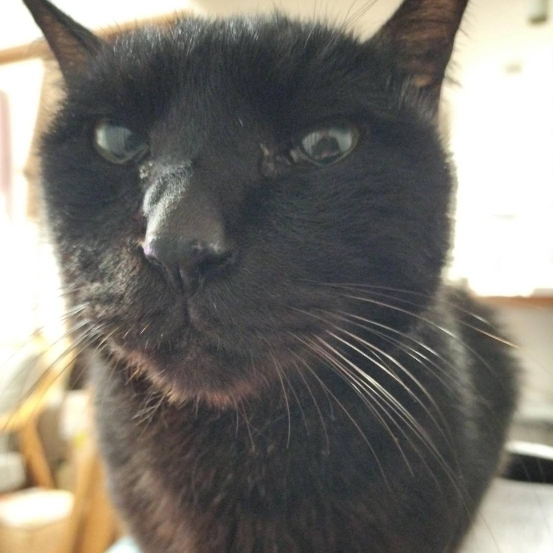 預かりさんちの龍神。 口臭以外は完璧な猫✨と絶賛されています。 口臭