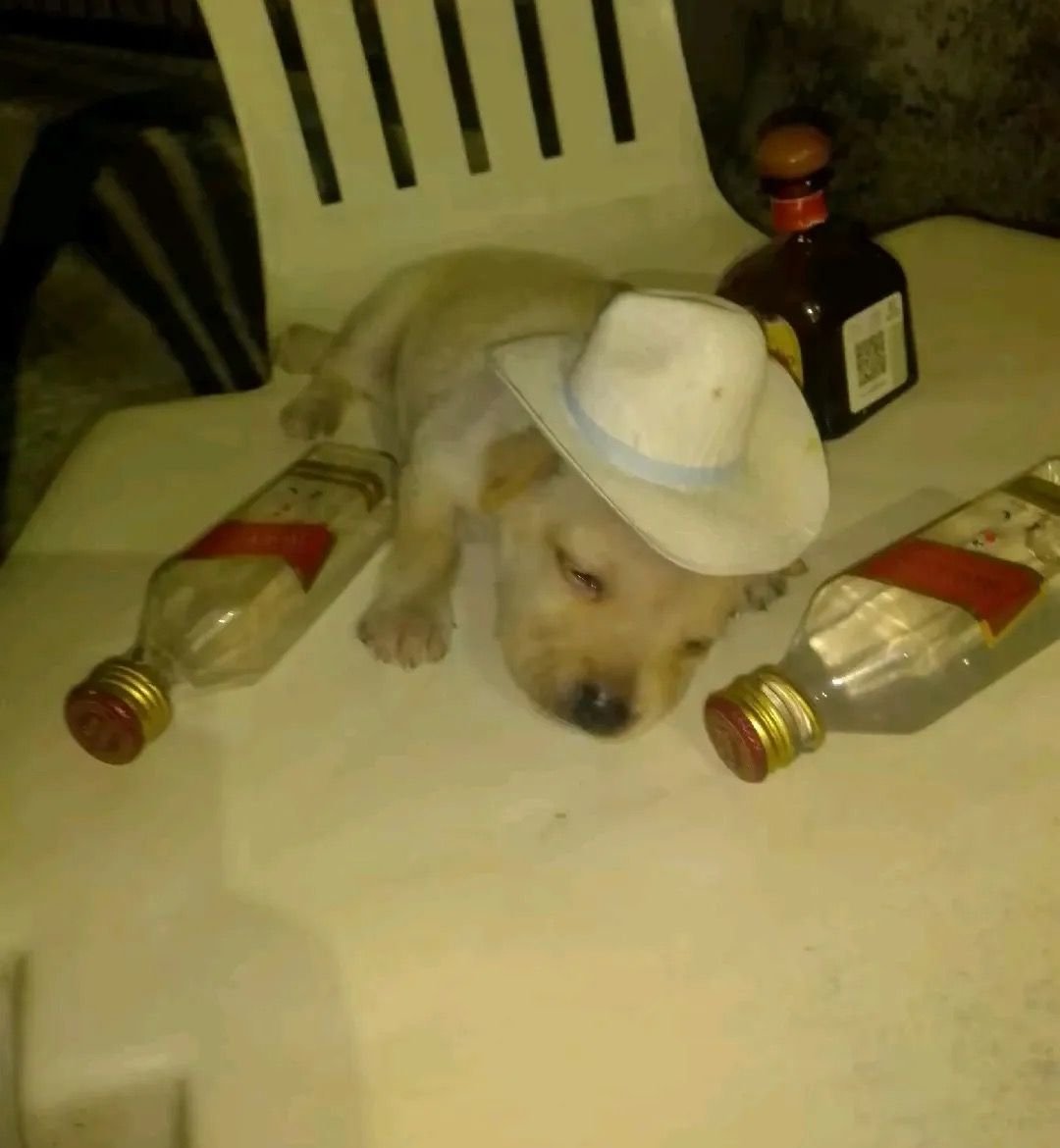 puppies tweet media