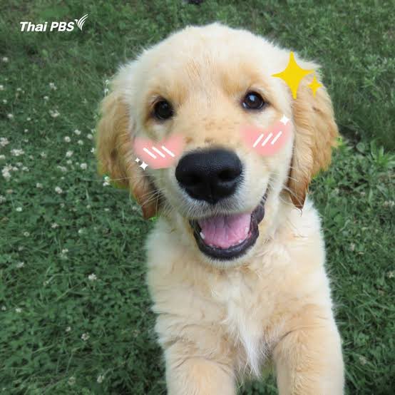 🌼ยูสมายด์ ʸᴳ - 𝐊𝐘𝐔𝐌 🍀🌕 tweet media