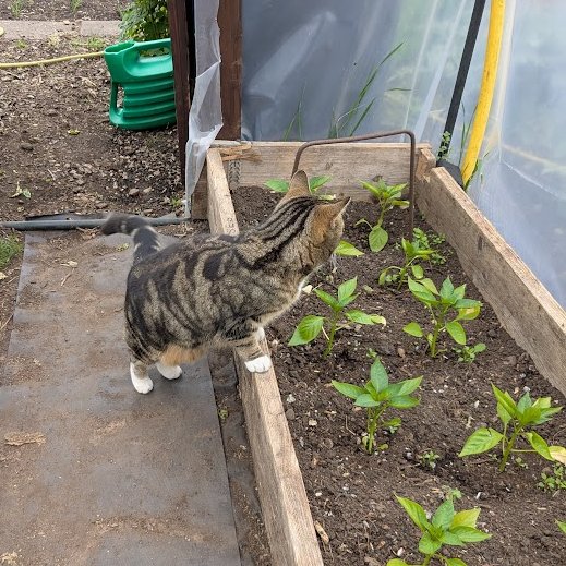 AllotmentCat's tweet photo. (Amanda)
Have I ever shown you what it's like inside a Polytunnel?
Colin grows plants like Sweet Peppers in there  because they need to be kept warm.
I think gardening is a bit too complicated for me.
How do humans know what plants like?
Betty says that some humans have Green Fingers but that sounds so weird to me.
Have you ever heard of it?
Are any of your fingers green?