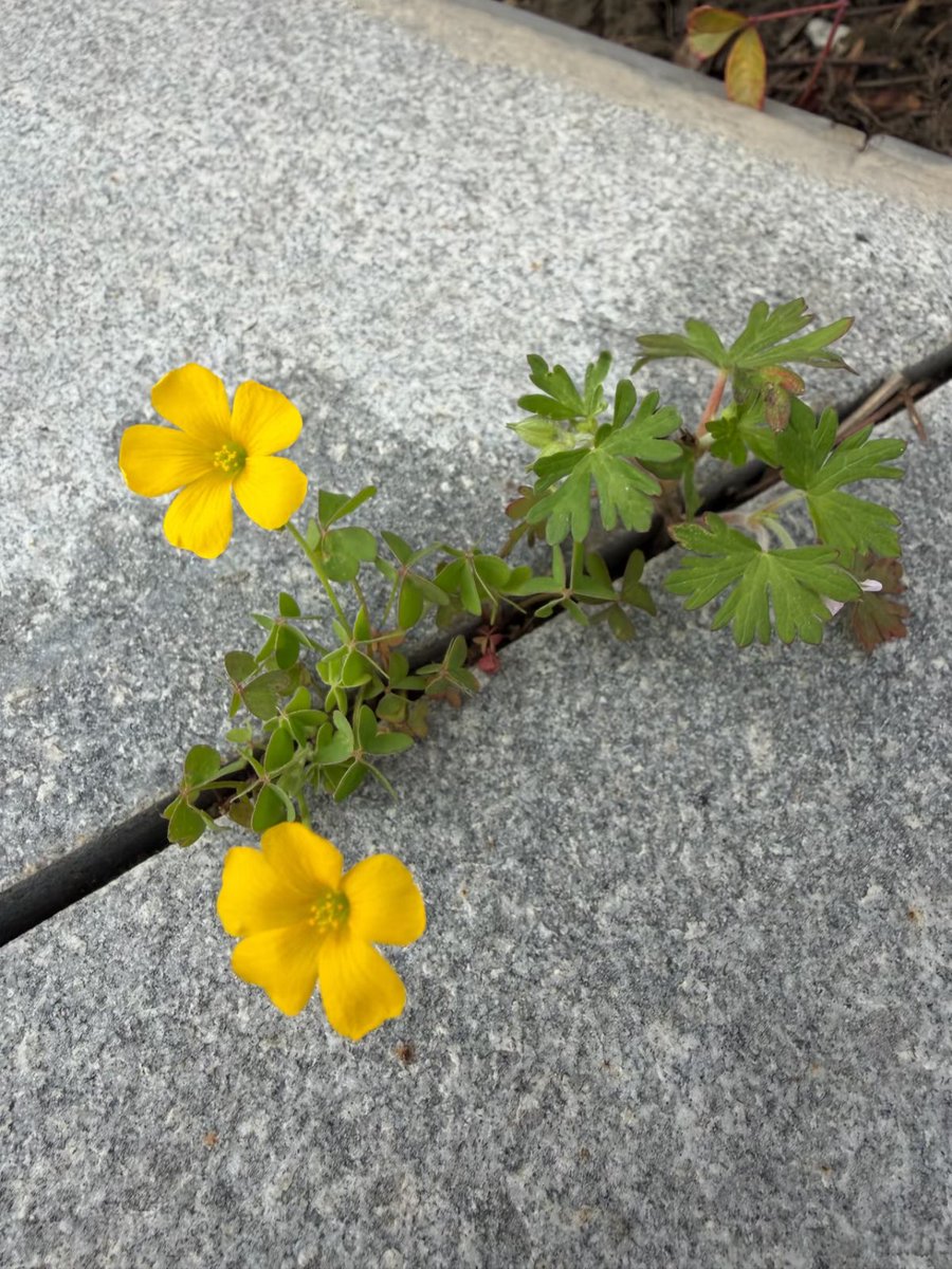 Monster49408447's tweet photo. Even the tiniest crack in the concrete can hold a whole summer of sunshine. 🌼

#YellowFlower #StreetFlowers #NatureHeals #HopeBlooms #UrbanNature #TinyJoy #Wildflower https://t.co/TbMB2mju4K