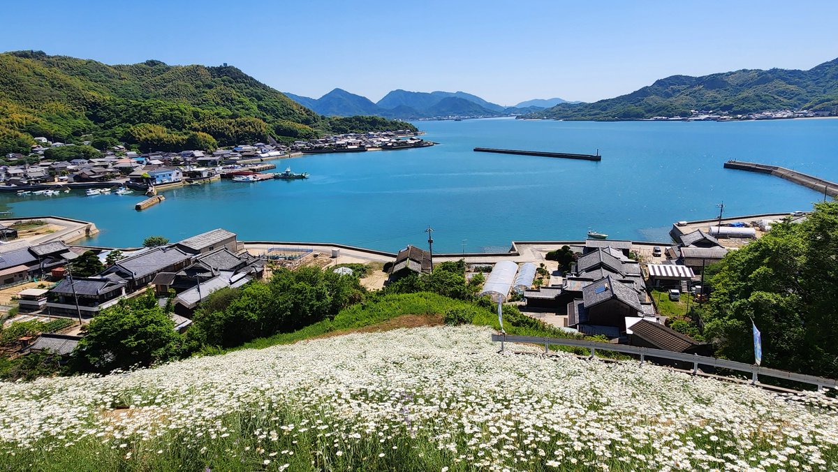 youhiinnoshima's tweet photo. イマソラです
因島は今日も良い天気です
重井町馬神の除虫菊、満開です

#因島
#イマソラ
#除虫菊まつり https://t.co/UxOPl2aivZ