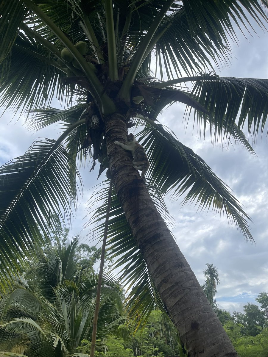 Tommy Kawila | Run • Crypto • AI • Mindful Vibes tweet media
