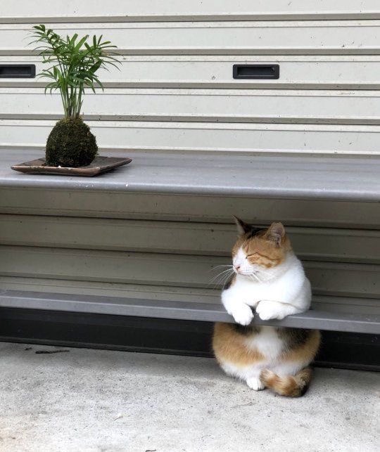 not__dog__'s tweet photo. *gazes intently into the distance* https://t.co/7JLZsIikh1
