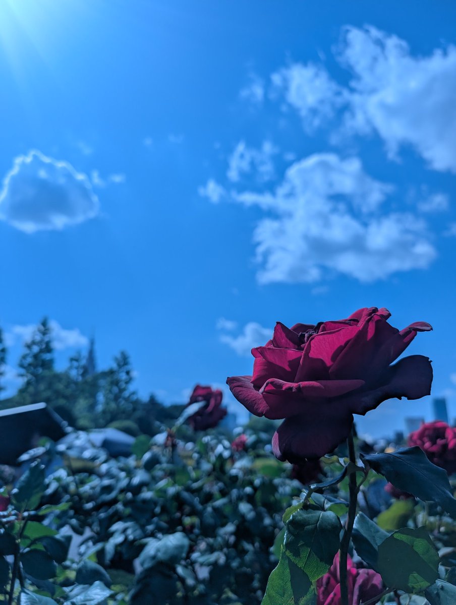 Rose Rose Romance🌹
