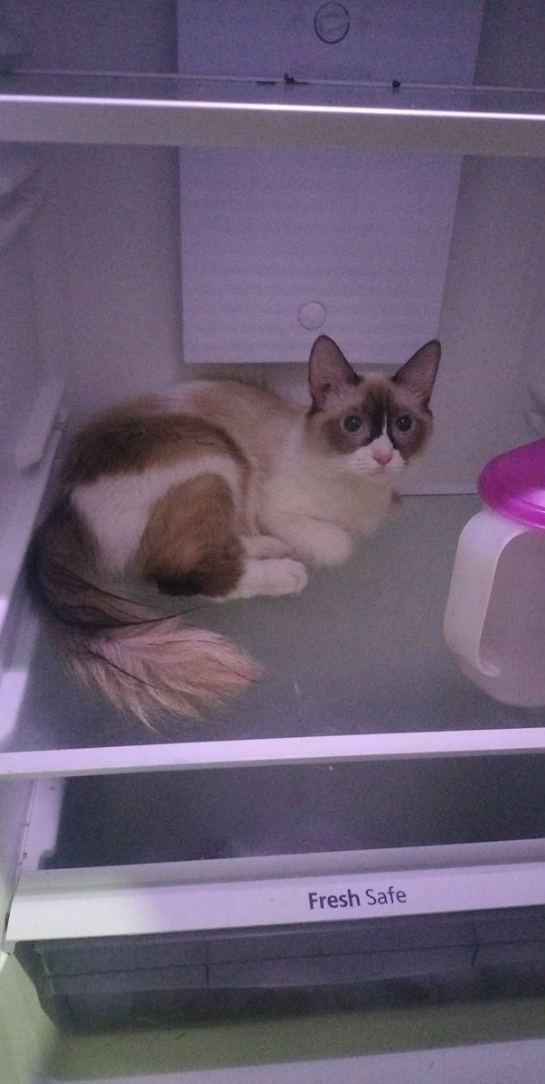 peach🐾 tweet media