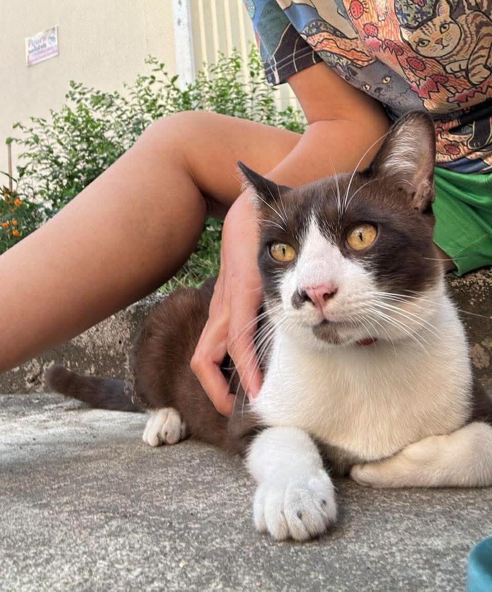 Catster & Co บ้านพักพิงแมวจร tweet media