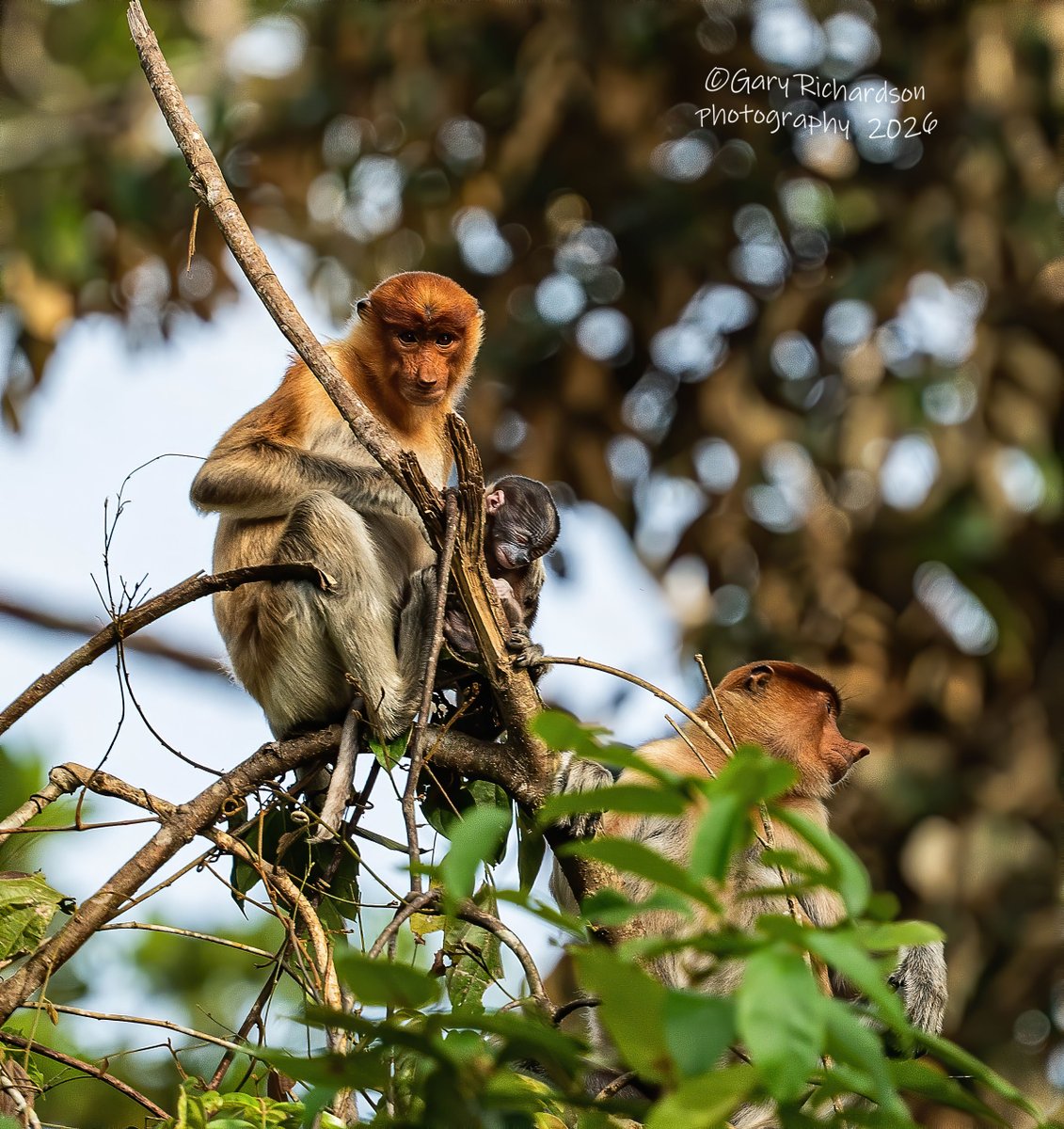 garythedj's tweet photo. probiscus monkey - kinabatangan river - borneo - march 2026
https://t.co/v7ka37MNLZ https://t.co/fN1Lo9llya