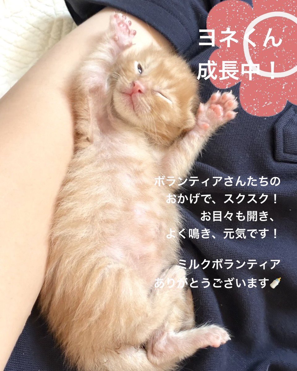 petfelice保護犬猫シェルター大宮見沼店 tweet media