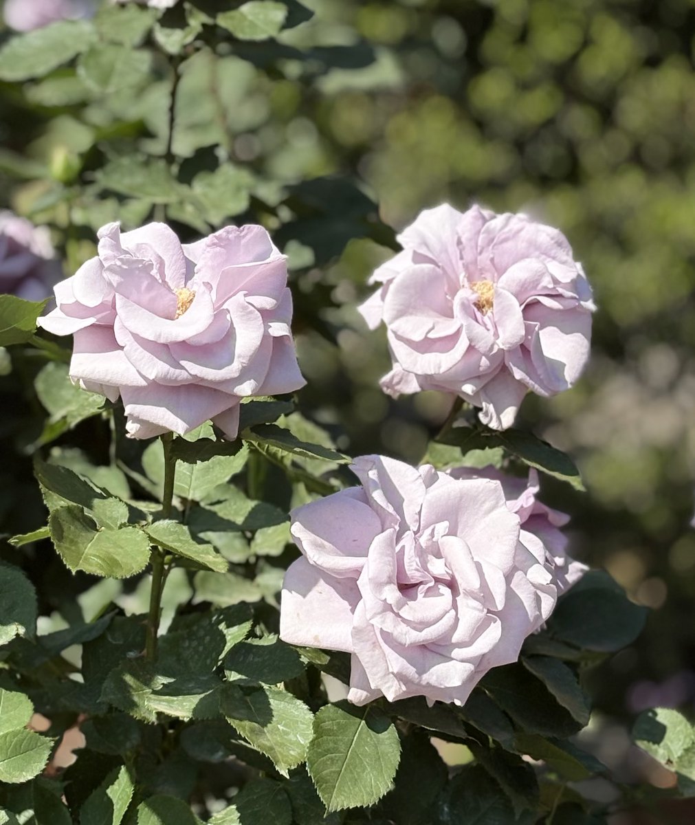 rifuto2's tweet photo. 旧古河庭園に行って沢山の薔薇🌹を見てきました！

先ずは、「わたらせ」と言う薔薇✨

世界に先駆けて作出された青バラの第一号品種。
作出者の住んだ栃木県に流れる「渡良瀬川」にちなんでいます。

#旧古河庭園 #薔薇 #バラ #わたらせ https://t.co/xWTtUrM0W7
