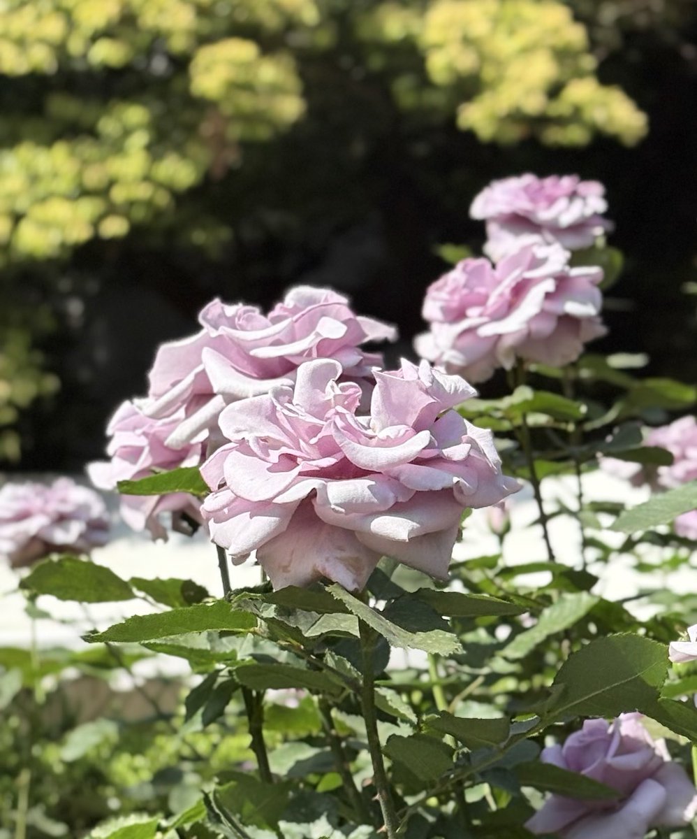 rifuto2's tweet photo. 旧古河庭園に行って沢山の薔薇🌹を見てきました！

先ずは、「わたらせ」と言う薔薇✨

世界に先駆けて作出された青バラの第一号品種。
作出者の住んだ栃木県に流れる「渡良瀬川」にちなんでいます。

#旧古河庭園 #薔薇 #バラ #わたらせ https://t.co/xWTtUrM0W7