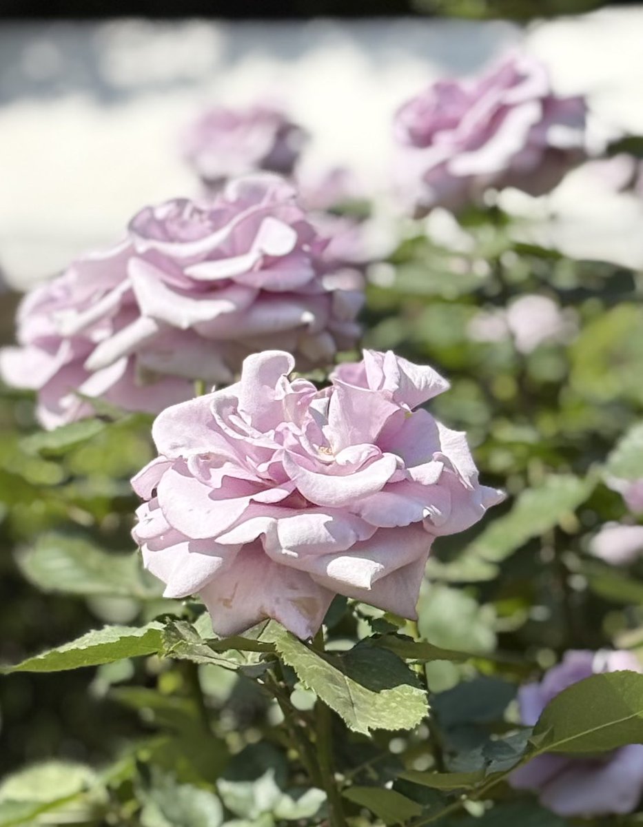rifuto2's tweet photo. 旧古河庭園に行って沢山の薔薇🌹を見てきました！

先ずは、「わたらせ」と言う薔薇✨

世界に先駆けて作出された青バラの第一号品種。
作出者の住んだ栃木県に流れる「渡良瀬川」にちなんでいます。

#旧古河庭園 #薔薇 #バラ #わたらせ https://t.co/xWTtUrM0W7