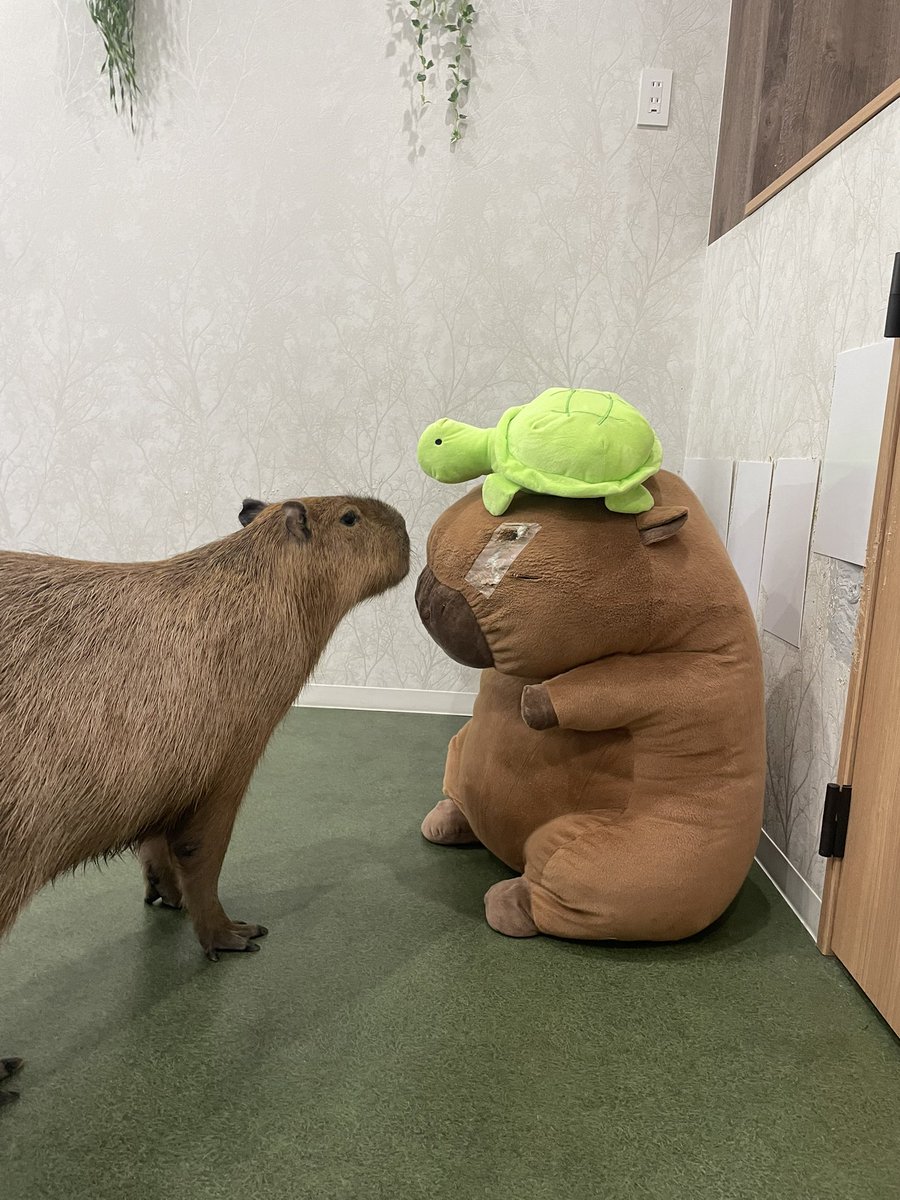 カピバラかぴばら (@capybara5179) / Posts / X