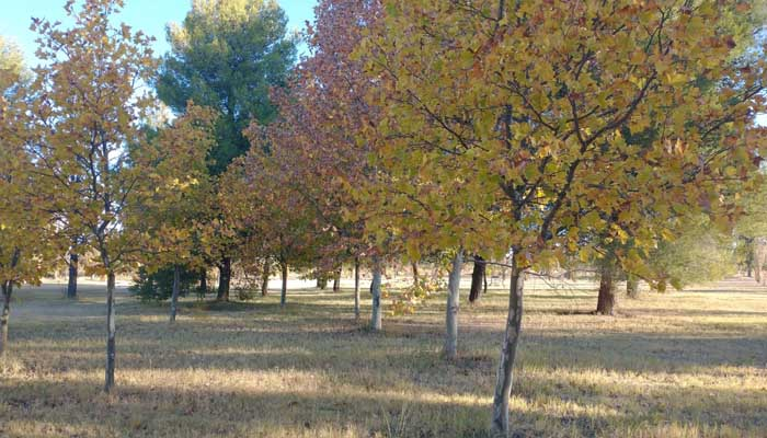PRONÓSTICO. El estado del tiempo en San Rafael este domingo 10 de mayo
diariodeloeste.com.ar/pronostico-el-…