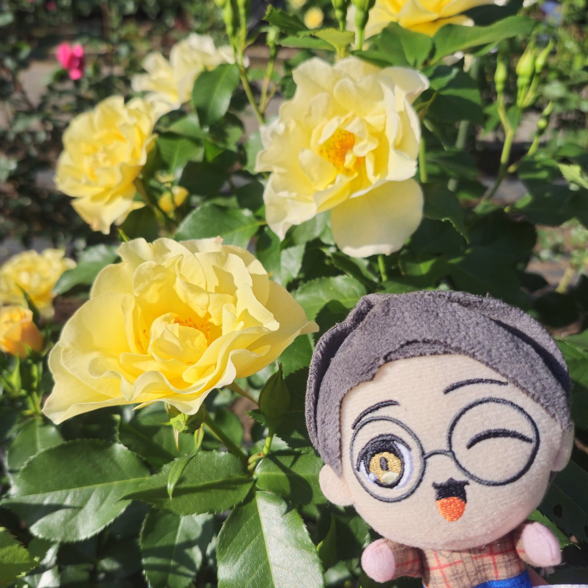 優雅なお散歩🌹
#俺の龍ゾマ