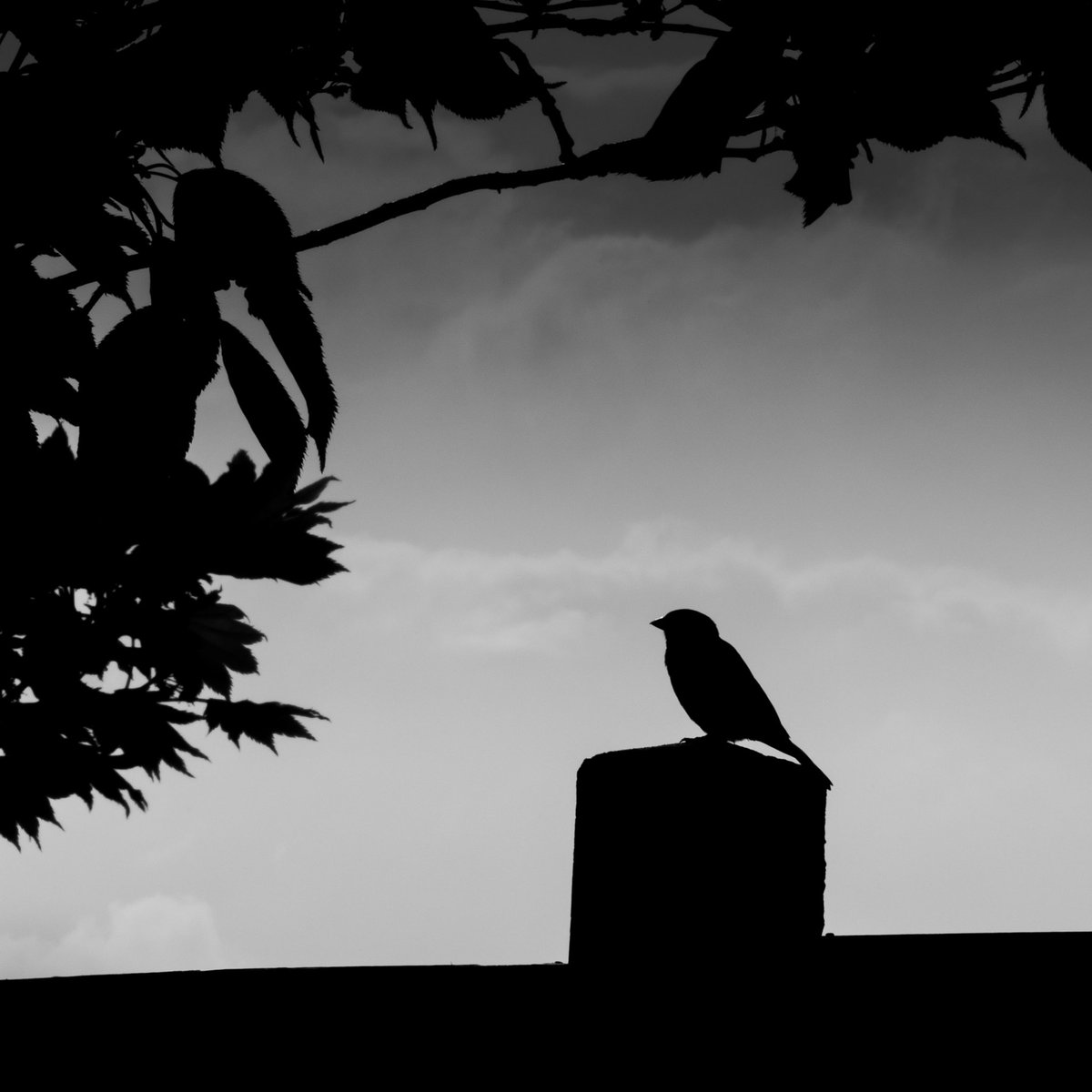 JackFlavellPics's tweet photo. Hey little bird, 
we hear your chirps and whistles.
You're protecting your young,
feed them strong.

Fly now, get to work
come back soon.

Oh, and watch out for the fucking cat!

picture &amp; words: Greg Vivash
#spring #humour #cats https://t.co/sAKMkY0hQx