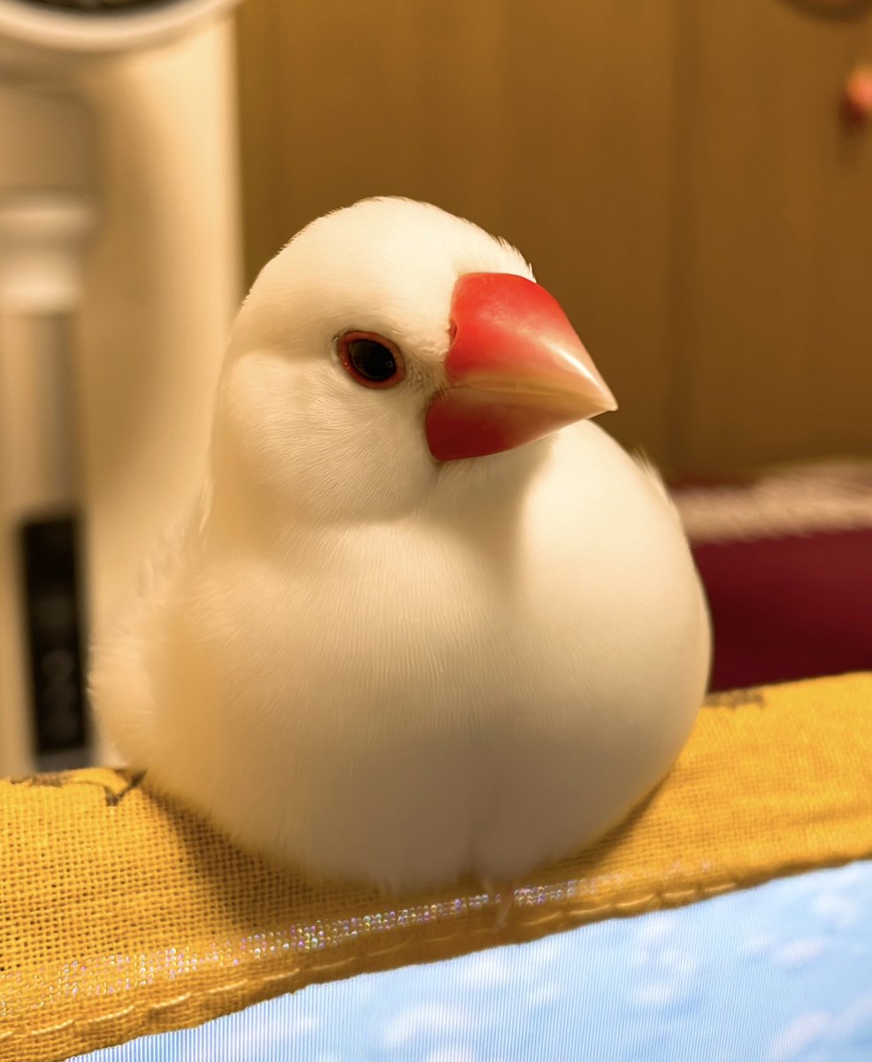 月猫 tweet media