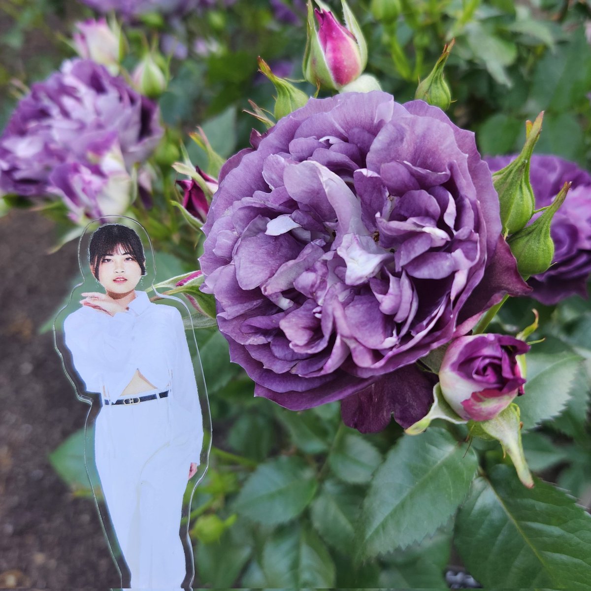 Ayaちゃんみたいな美しい紫色の薔薇もあったよ☺ﾆﾝﾏﾘ
#Ayakari隊