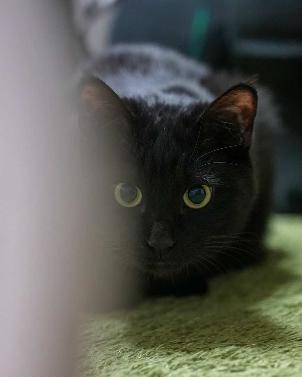 黒猫つくねちゃん太しっぽ (@oreo_blackcat) / Posts / X