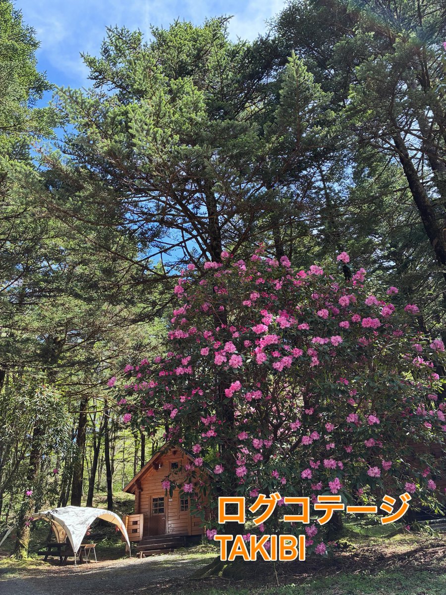 PICAomotefuji's tweet photo. 場内シャクナゲが見頃です。
新緑のなかの散策は気持ちがいいです。
#PICA表富士#富士山二合目キャンプ場
#自然豊かなキャンプ場#癒やし空間 https://t.co/o55Gf62mBt