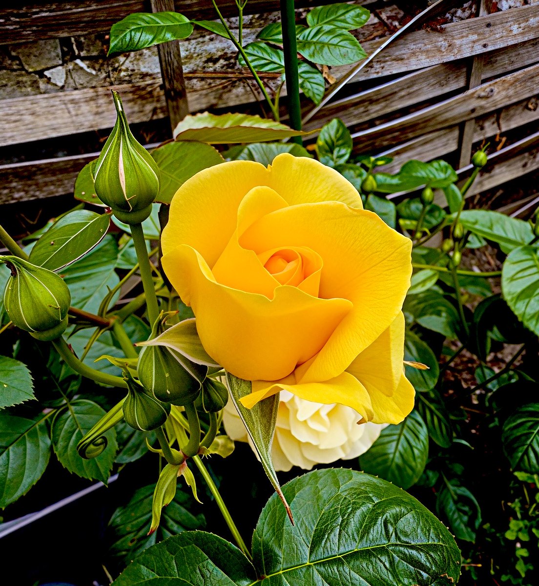 Lolo_Cg_photos's tweet photo. Landscape &amp; Nature🌱☀️
#photography #flower #landscape #nature #garden https://t.co/2Whtr5gDpL
