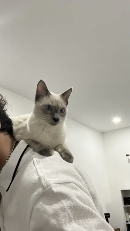 joey tweet media