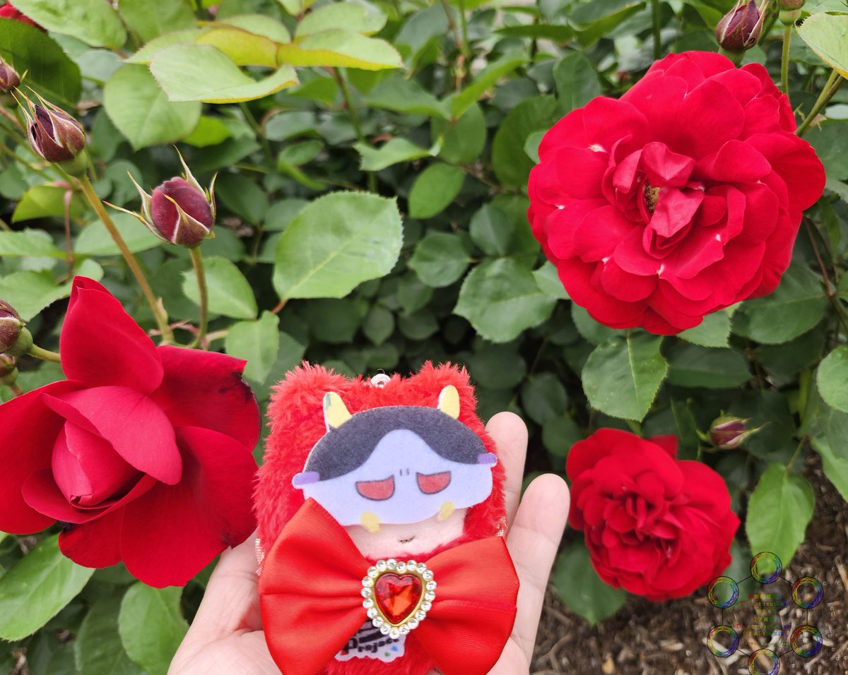 バラとたぴぬいちゃん撮った☺️🌹 色んな色があって本当に綺麗だった