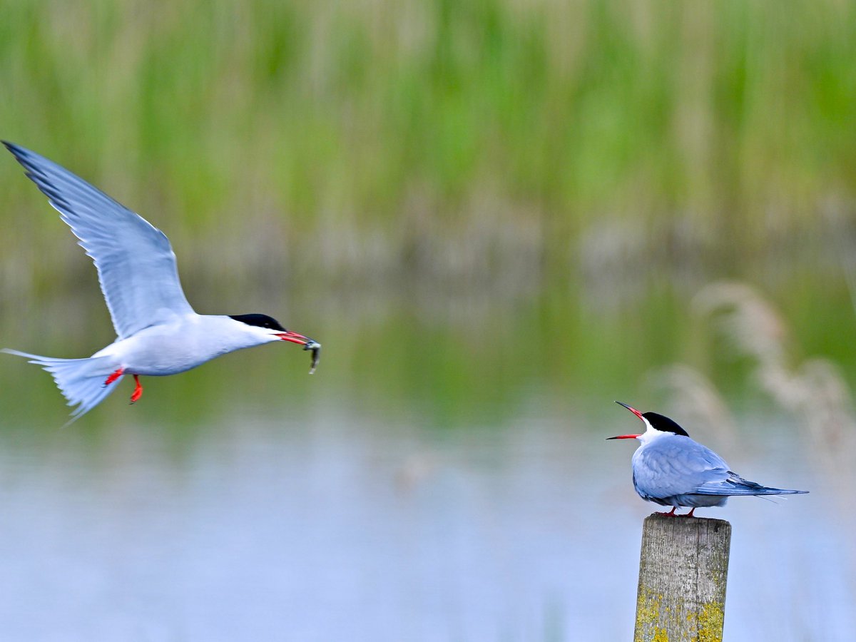 NikonNaturePix's tweet photo. SPECIAL DELIVERY! #CommonTern @RSPBAireValley #StAidans this morning. Pics taken using #Nikon #Z50ii #Z52 &amp; 180-600 lens. 

@UKNikon 
@birdguides
@rspbengland
@natures_voice
@nybirdnews 
#birdphotography #wildlifephotography #naturephotography https://t.co/vA0Ljxrnsj