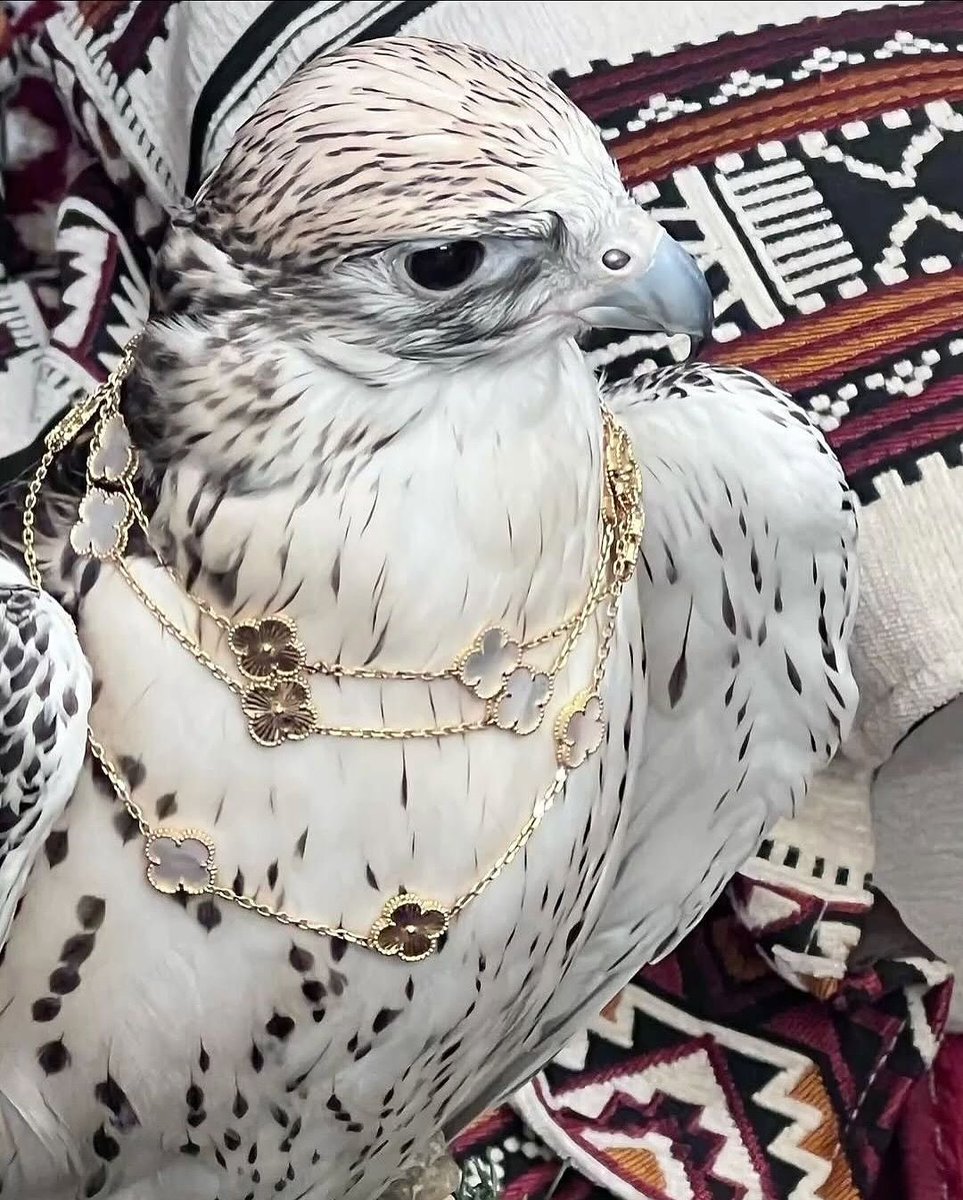 Rogue Fashion tweet media