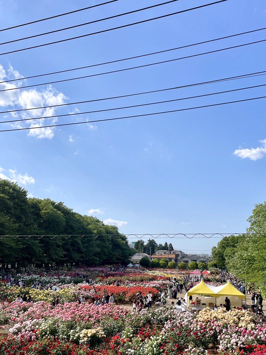 Bird_0427's tweet photo. 与野公園のばらまつり
今年もばらの香りいっぱいで良きでした🌹 https://t.co/0P7gg8pSMg